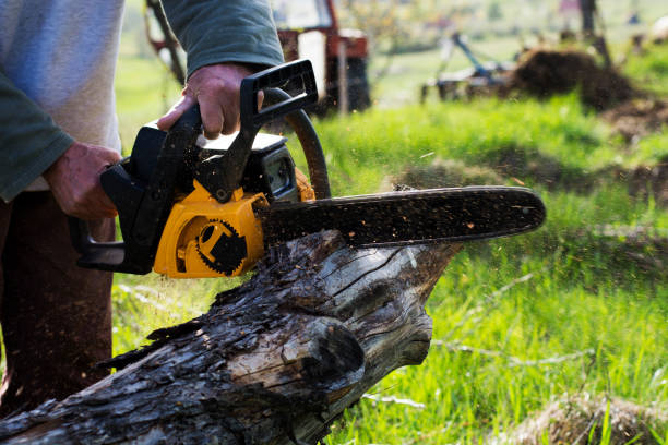 How Our Tree Care Process Works  in  Rossmoor, CA