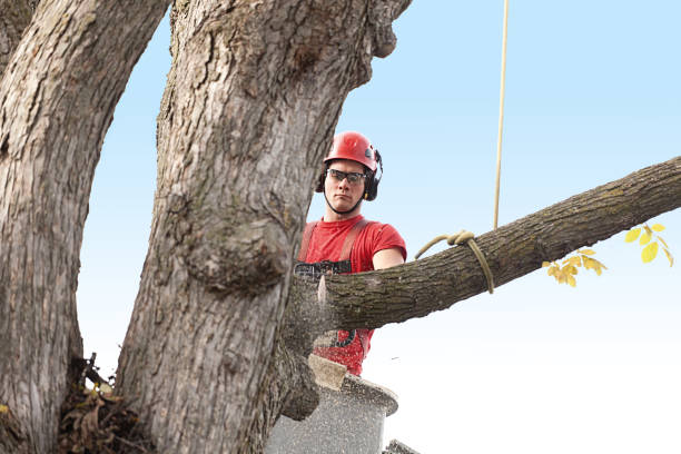 Rossmoor, CA Tree Care Company